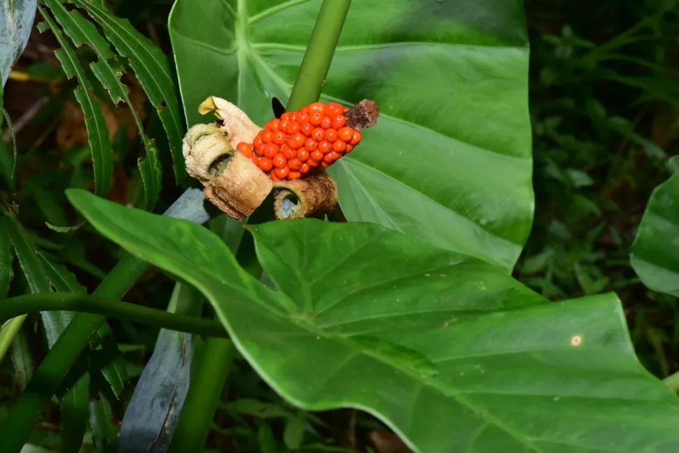 Fruto vermelho Alocasia odora