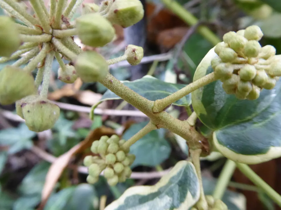 Hedera lageriensis in Blüte