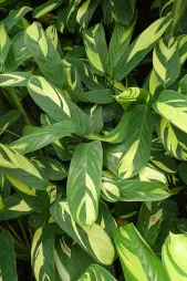 Foglie verdi e gialle Ctenanthe lubbersiana