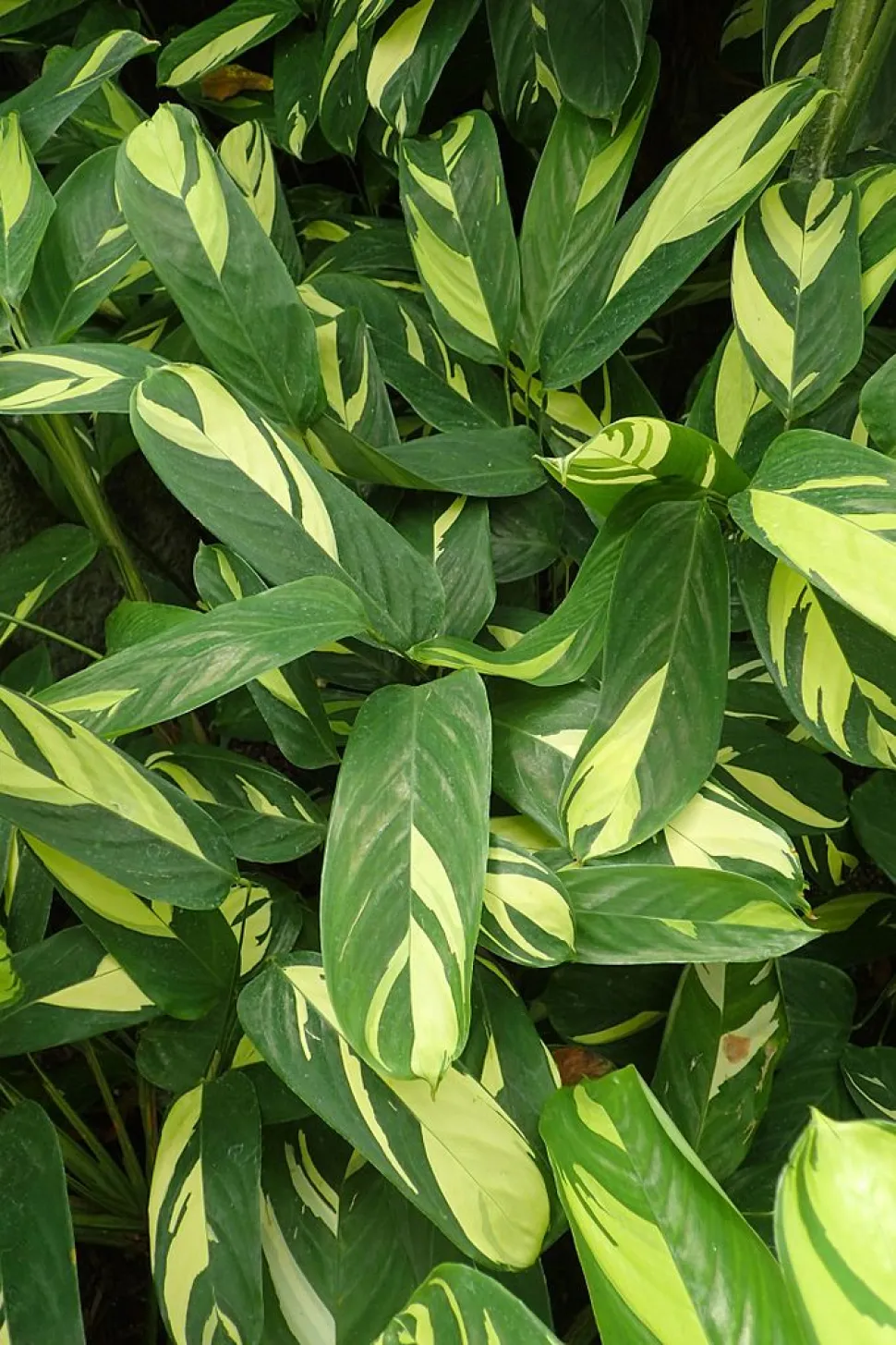 Hojas verdes y amarillas Ctenanthe lubbersiana