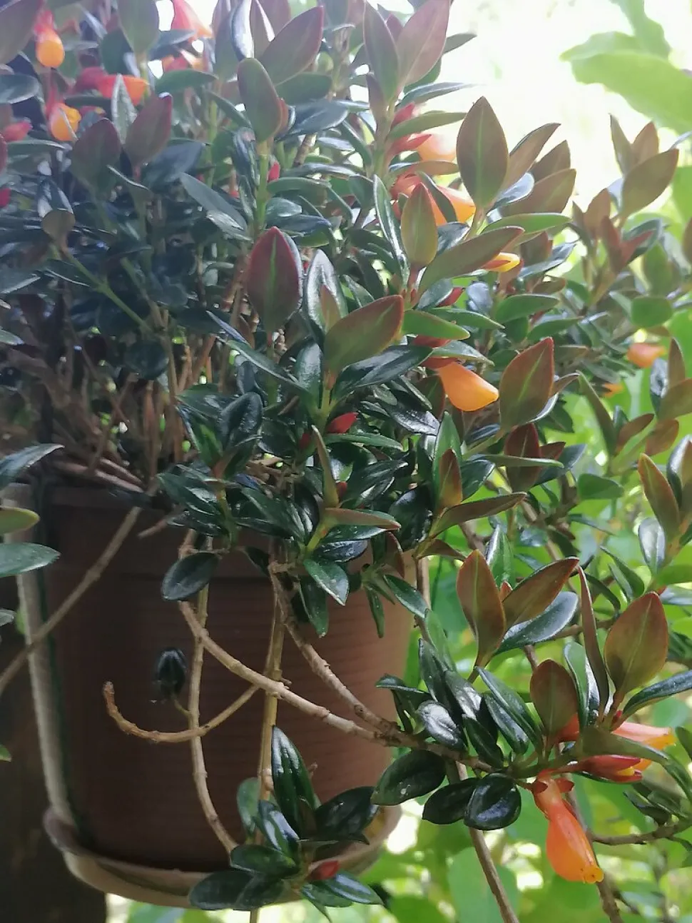 Nematanthus 'Black Magic' i potte
