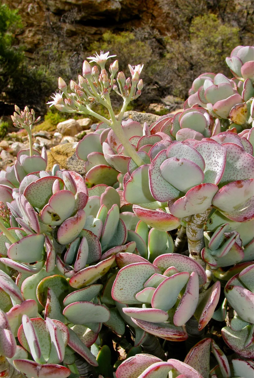 Crassula arborescens i jorden