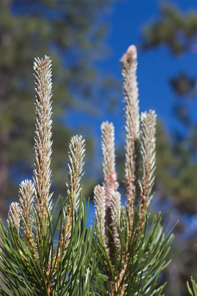 Austrian black pine flowers