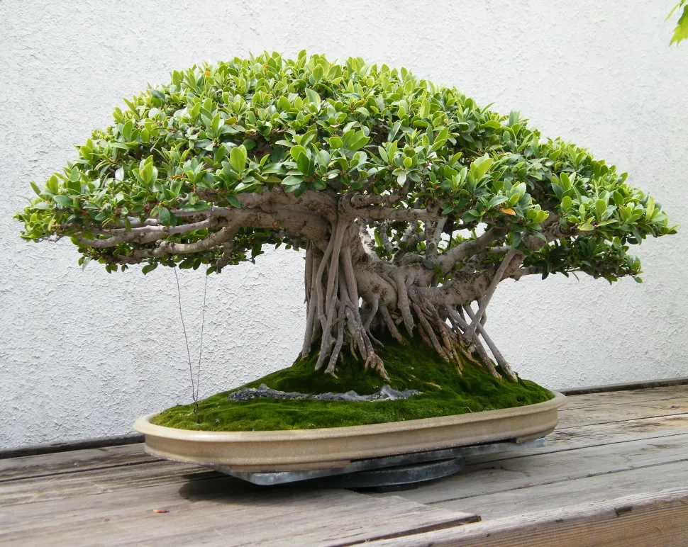 Ficus retusa als Bonsai gezüchtet