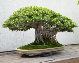 Ficus retusa coltivato come bonsai