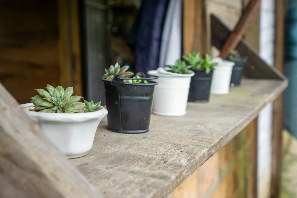 Succulents on a windowsill