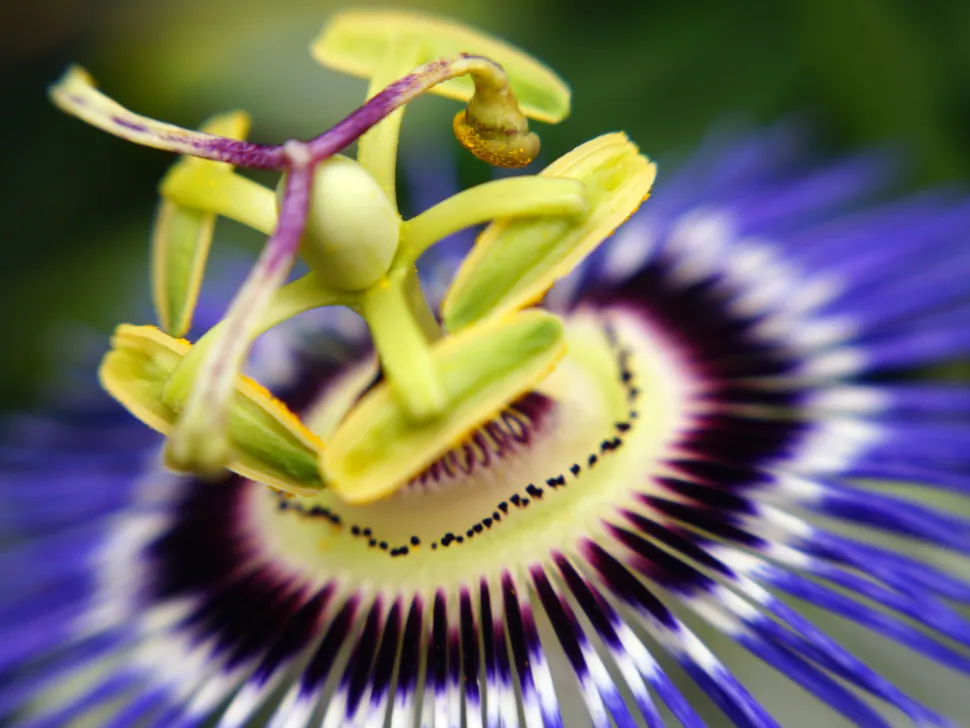 Pistil en relief Passiflora caerulea
