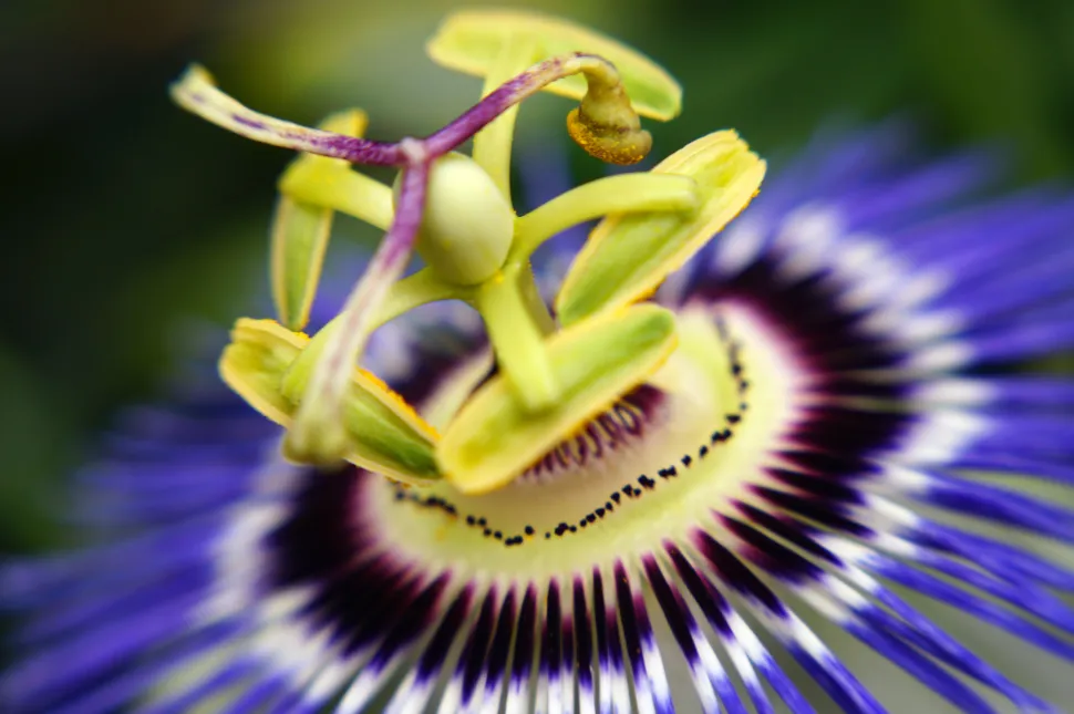 Relif stamper Passiflora caerulea