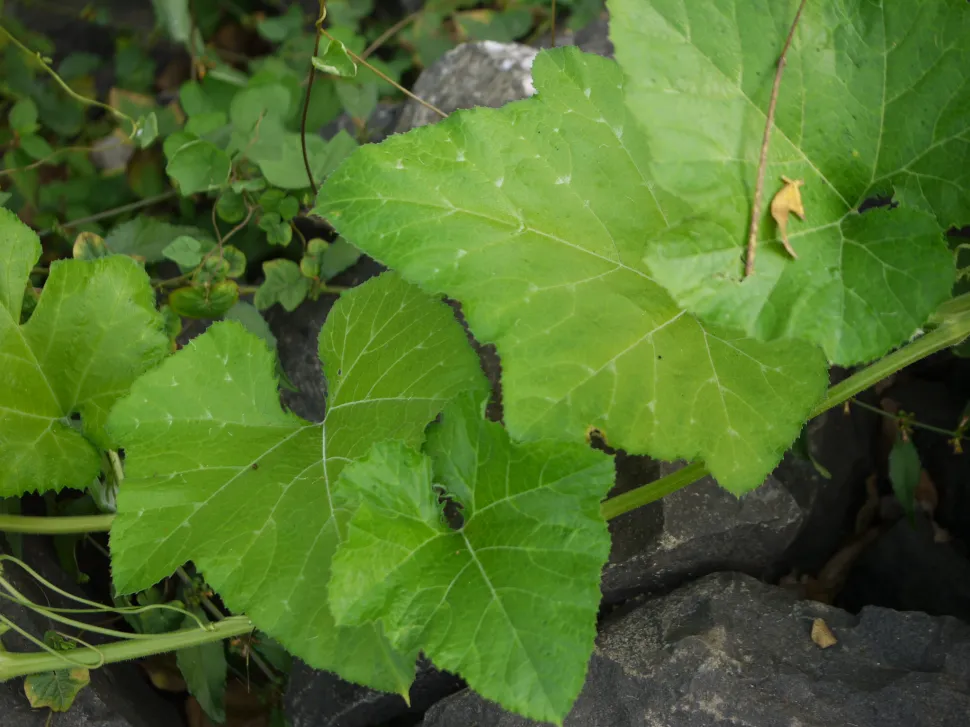Butternut squash green leaves