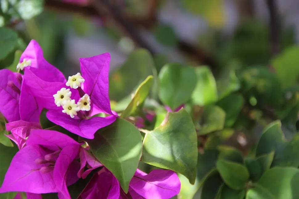 Witte bloemen met paarse schutbladeren Bougainvillea Violet de Mèze