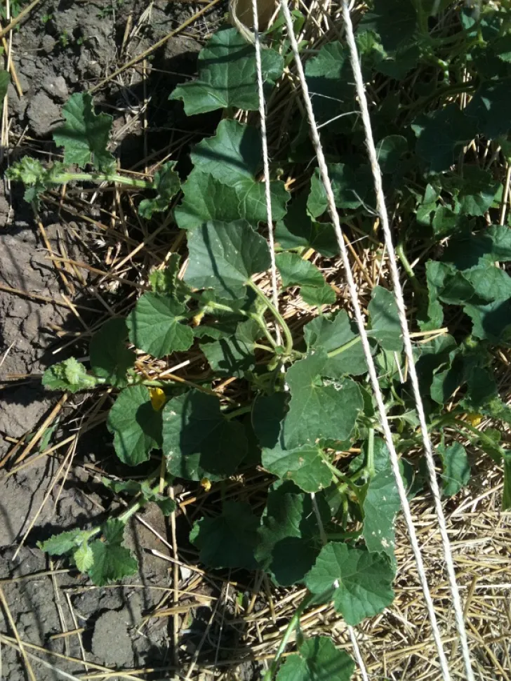 Charentais melon in the ground