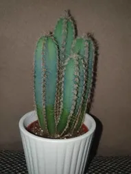 Cereus forbesii im Topf