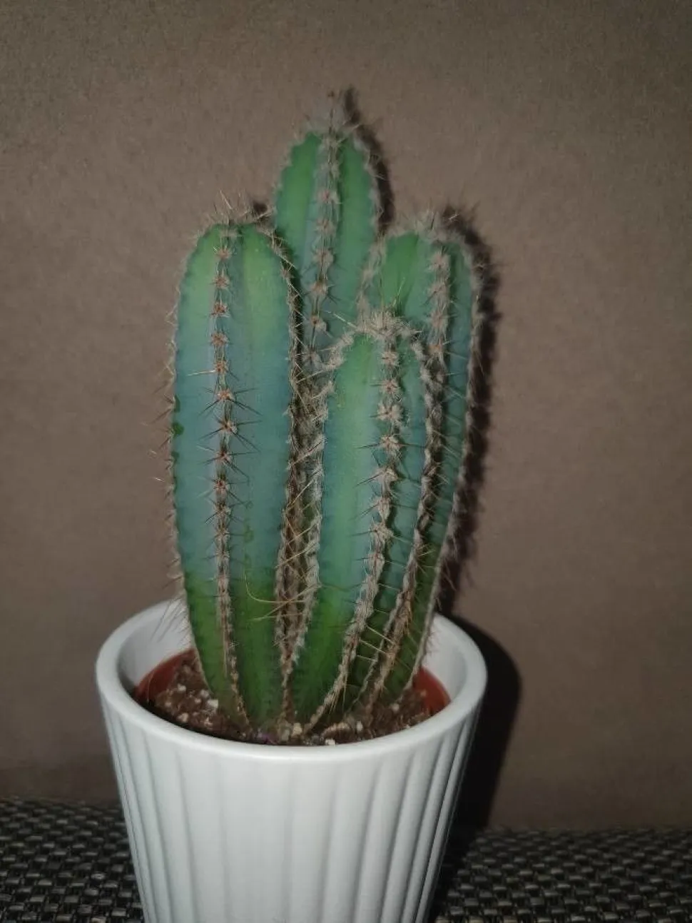 Cereus forbesii in een pot