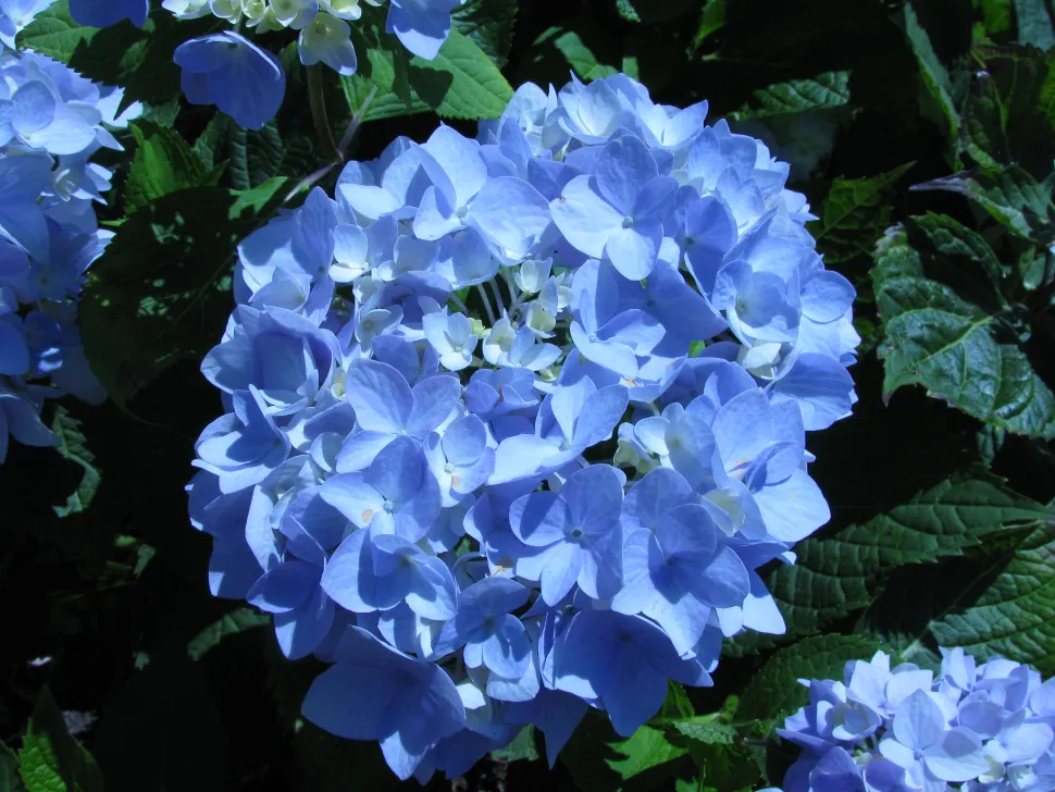 Hydrangea 'Endless Summer' azul