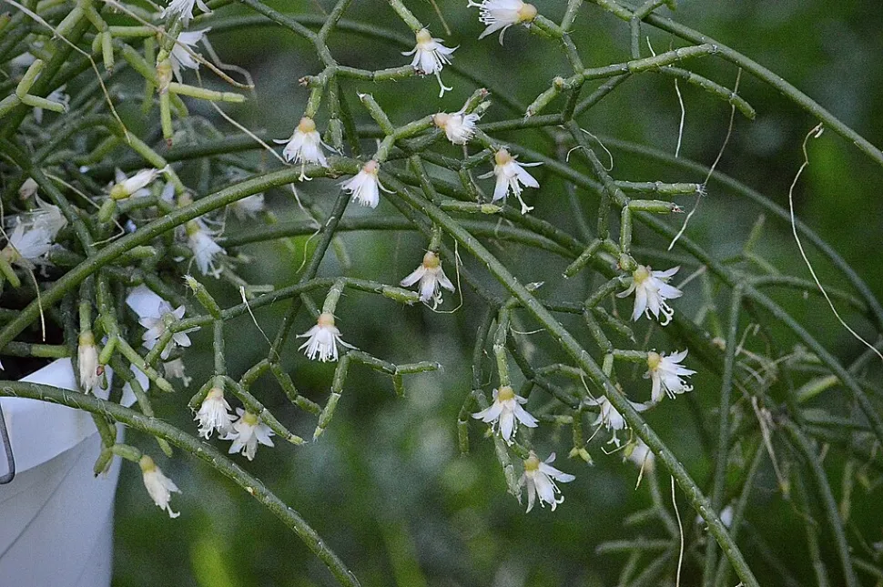 Bayas de Rhipsalis Cereuscula