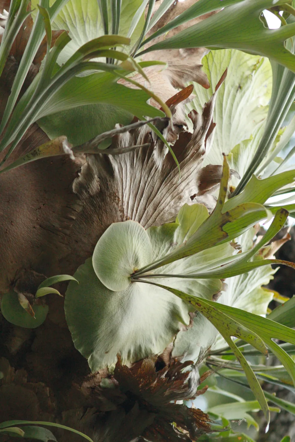 Fronde di felce Elkhorn