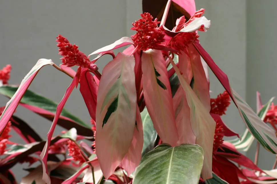 Stromanthe sanguinea triostar in bloei