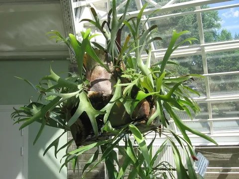 Elkhorn fern