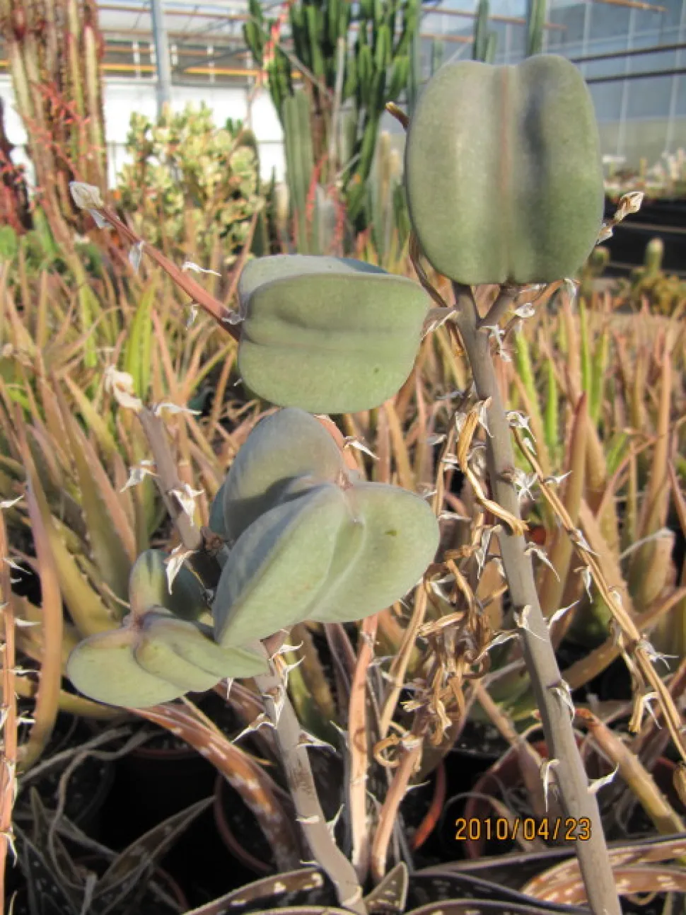 Gonialoe variegata frugt