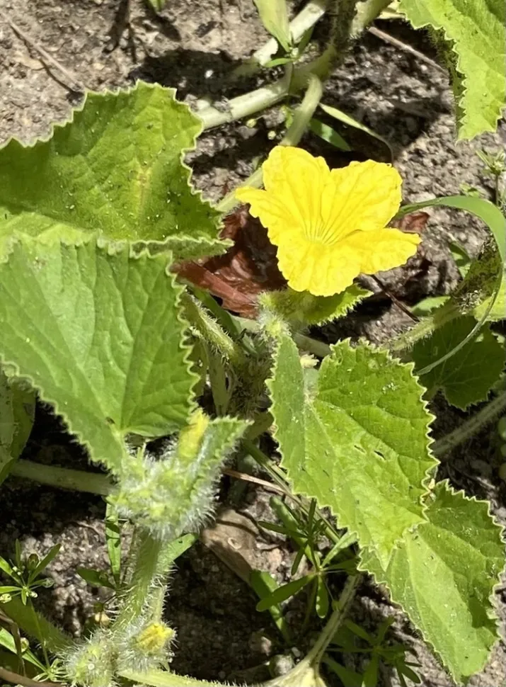 Flor de melão amarelo canário