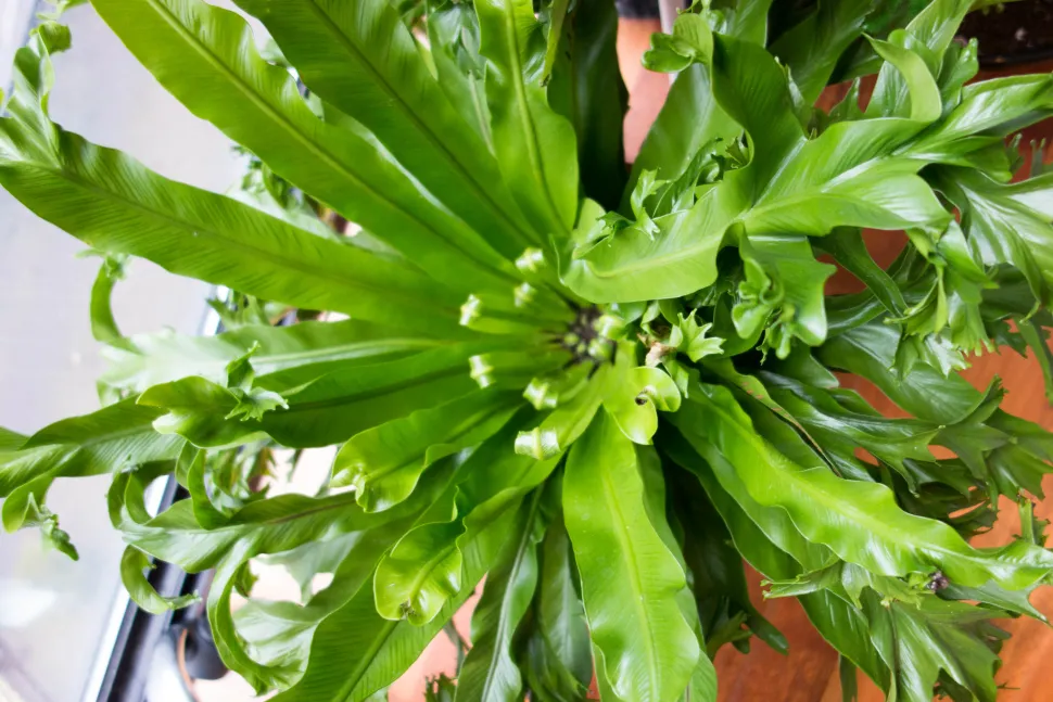 Asplenium nidus set oppefra