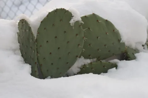 Kaktus im Schnee