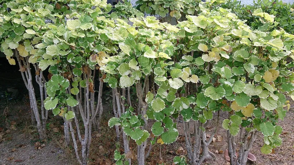 Polyscias balfouriana in de grond