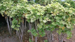 Polyscias balfouriana no solo