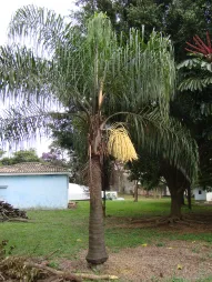 Koninginnenpalm Syagrus romanzoffiana