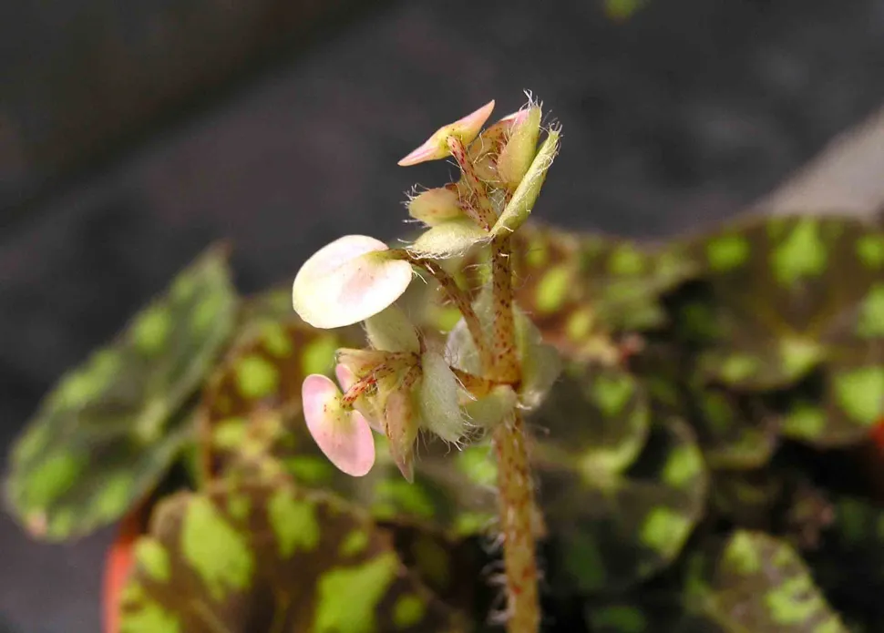 Begonia Tiger Blume