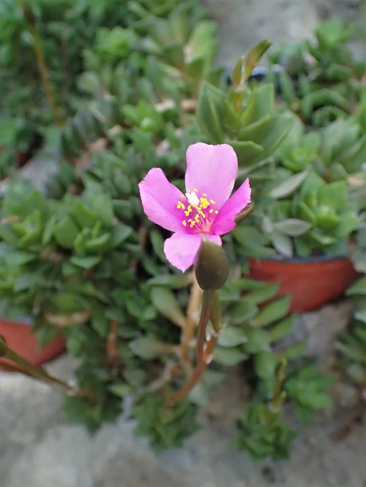 Blume Anacampseros rufescens