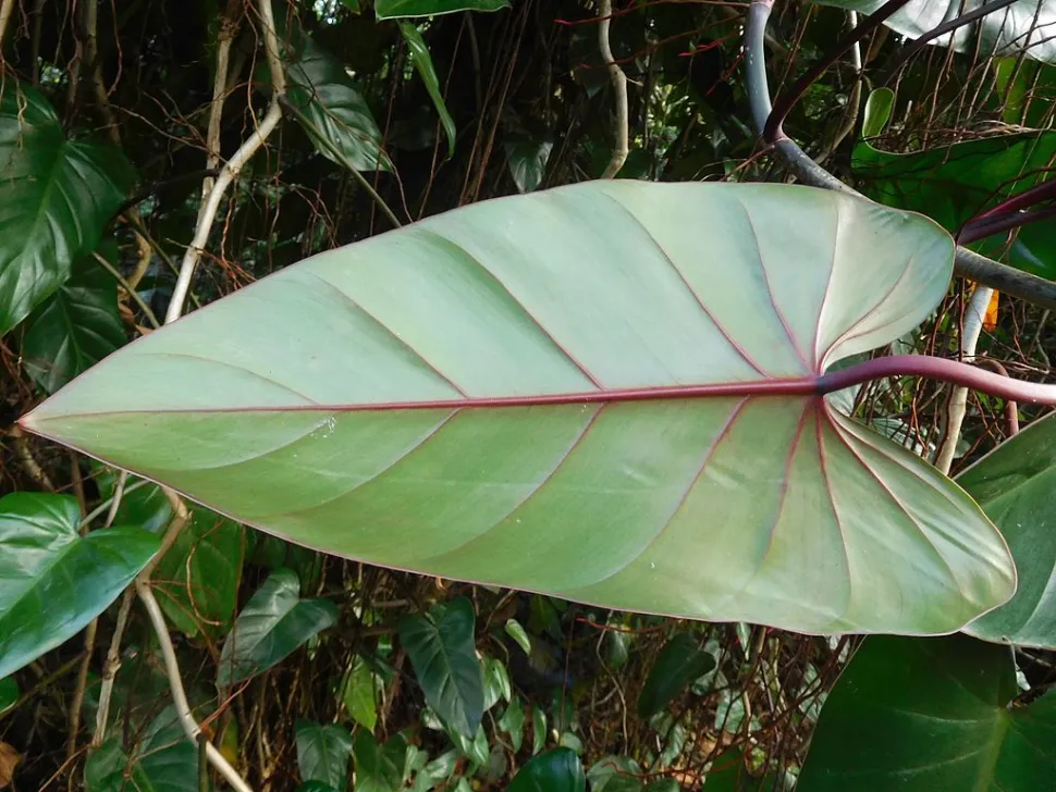 Folha dorsal Philodendron erubescens