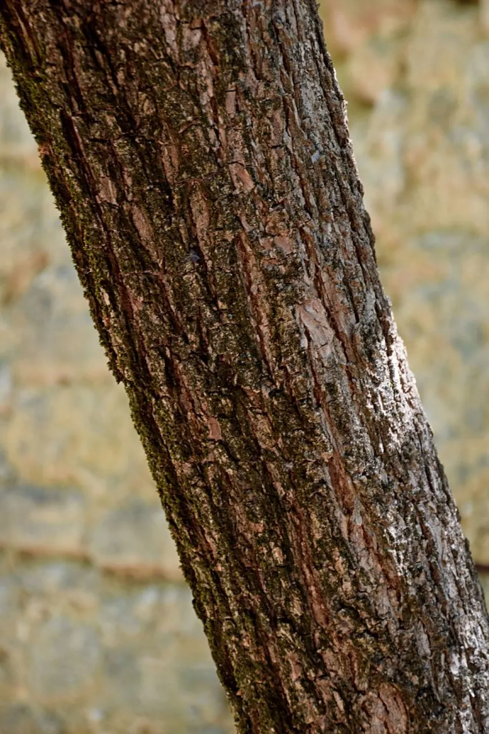 Tronco di Ehretia anacua