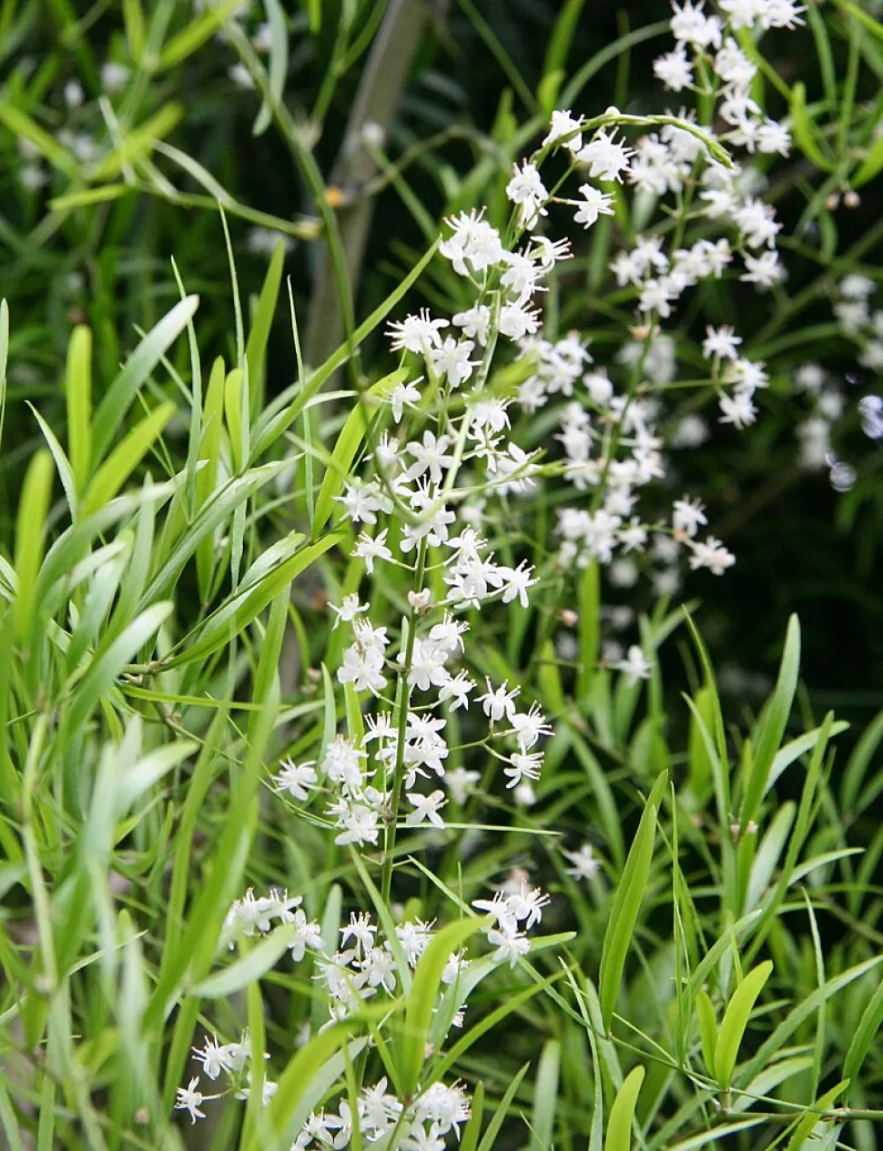 Bloemen van de asperge falcatus