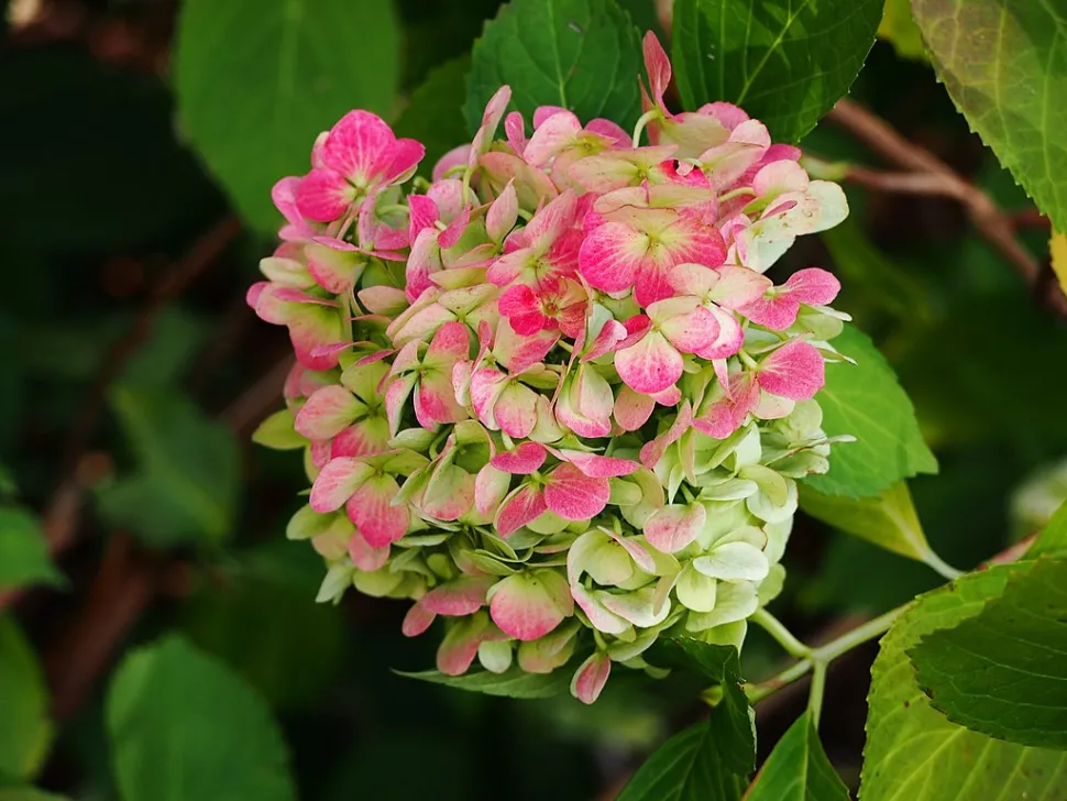 Hortensia 'Madame Émile Mouillère' rose fin de floraison