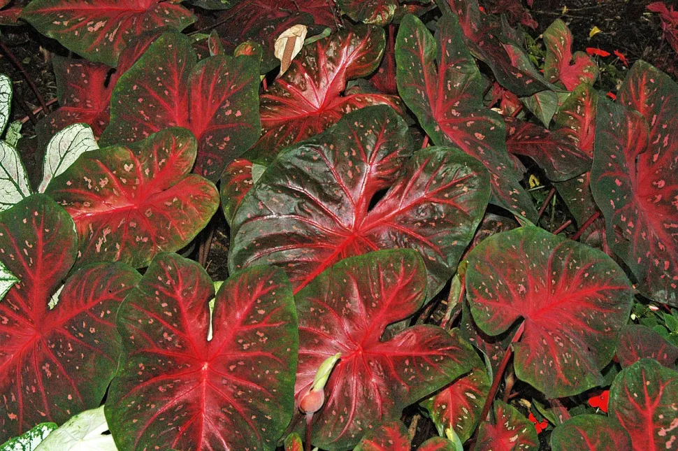 Caladium hojas verdes y rojas Caladium Red Flash