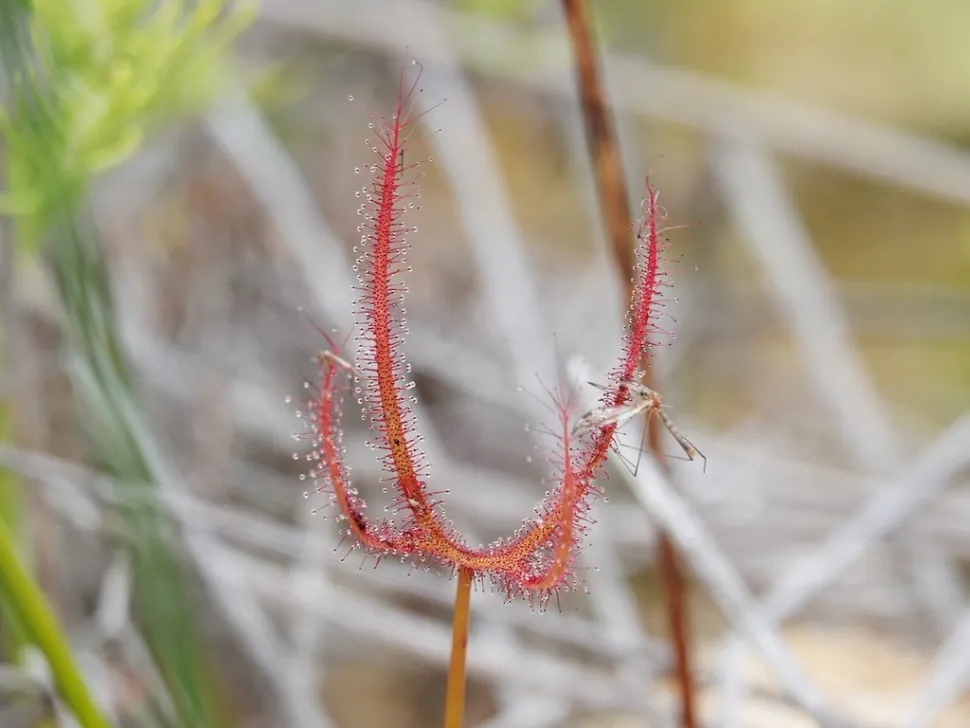 Slijmerige tentakels Drosera binata