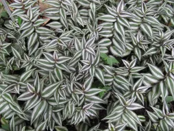 Miseria de hoja perenne de color blanco plateado