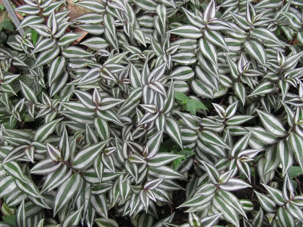 Silver-white evergreen misery