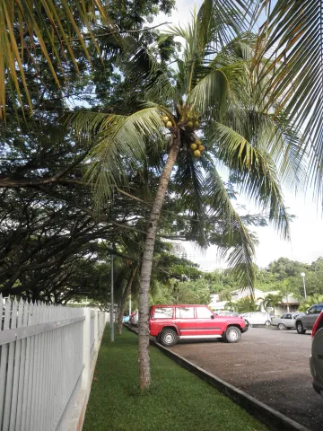 Palmeira de coco Cocos nucifera