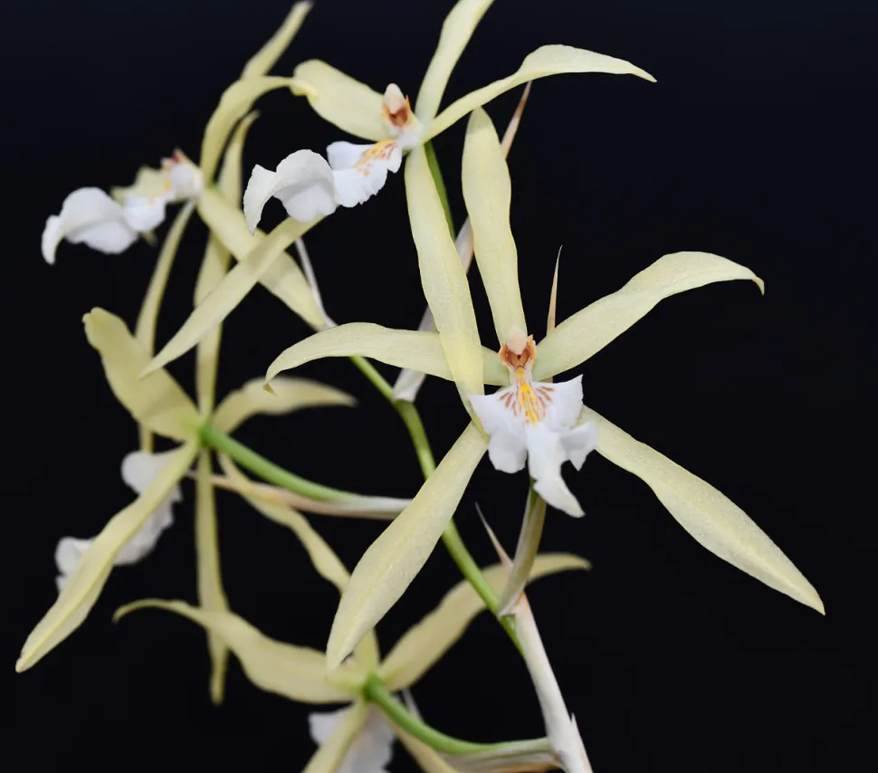 Orquídea con pétalos largos, finos y en forma de estrella Miltonia flavescens