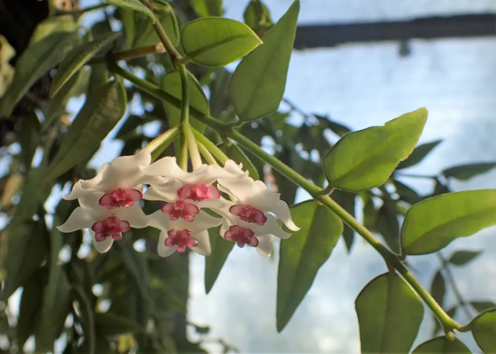 Skærm hvide blomster stjerne