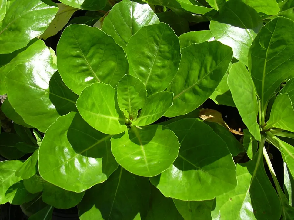 Blätter von Brighamia rockii