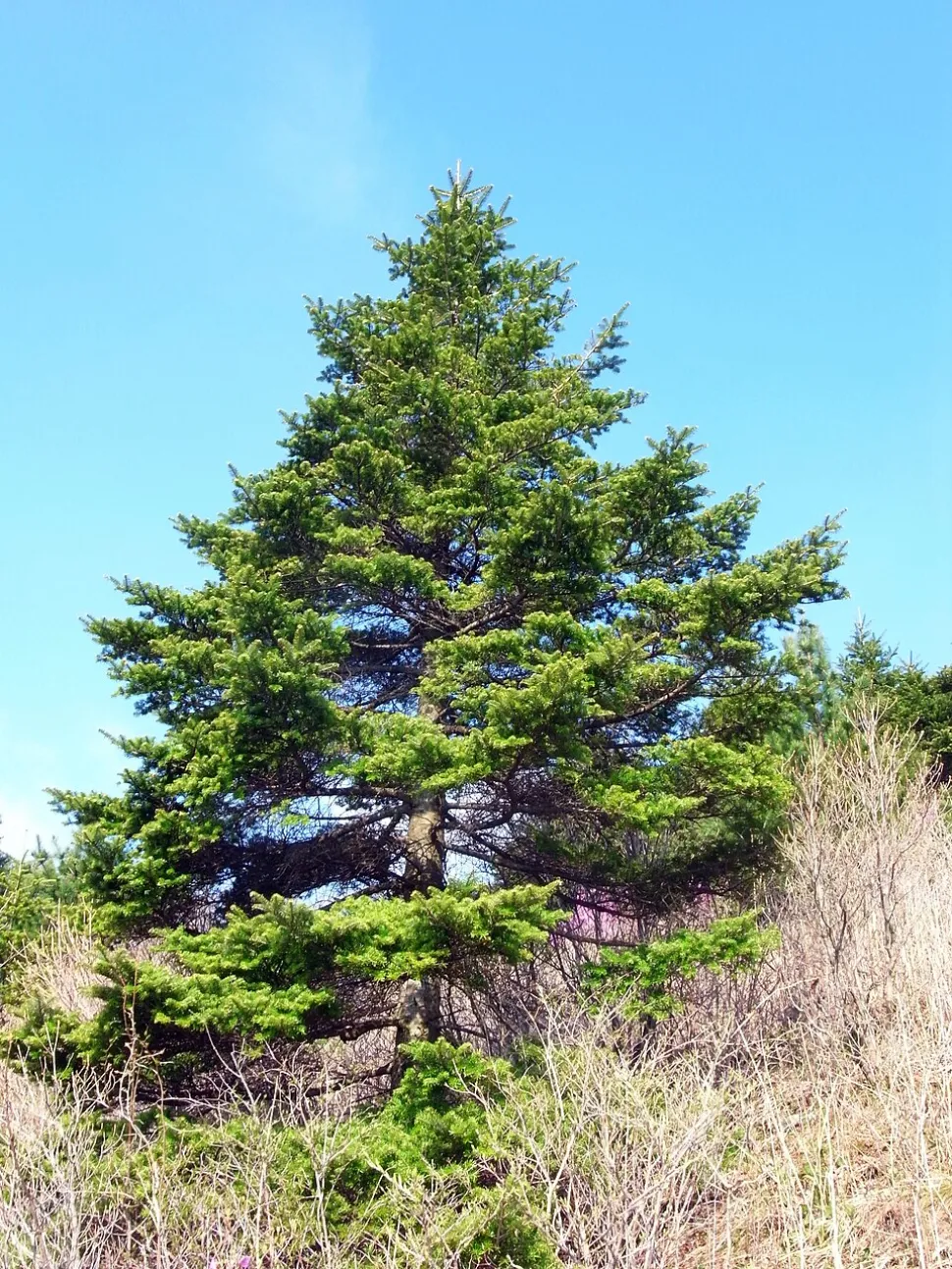 Korean fir Abies koreana in the ground