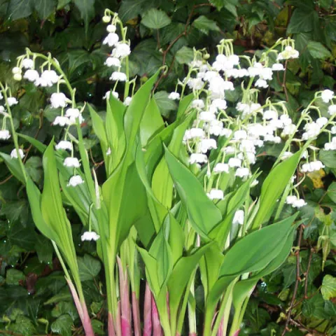 Giant lily of the valley Convallaria majalis 'Bordeaux