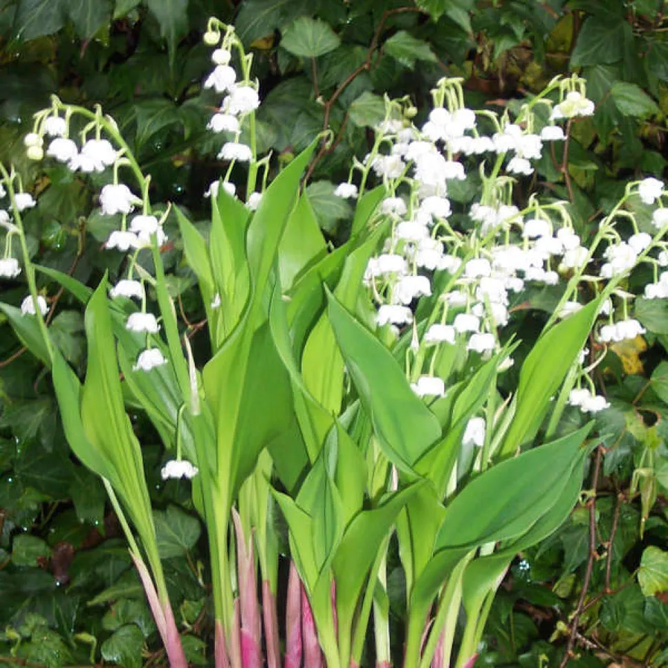 Mughetto gigante Convallaria majalis 
