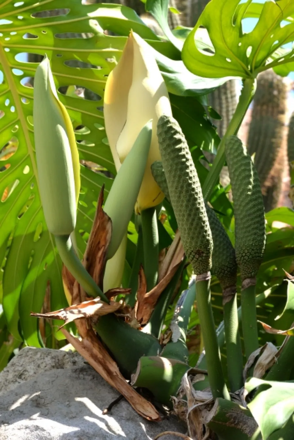 Fruto de la Monstera deliciosa