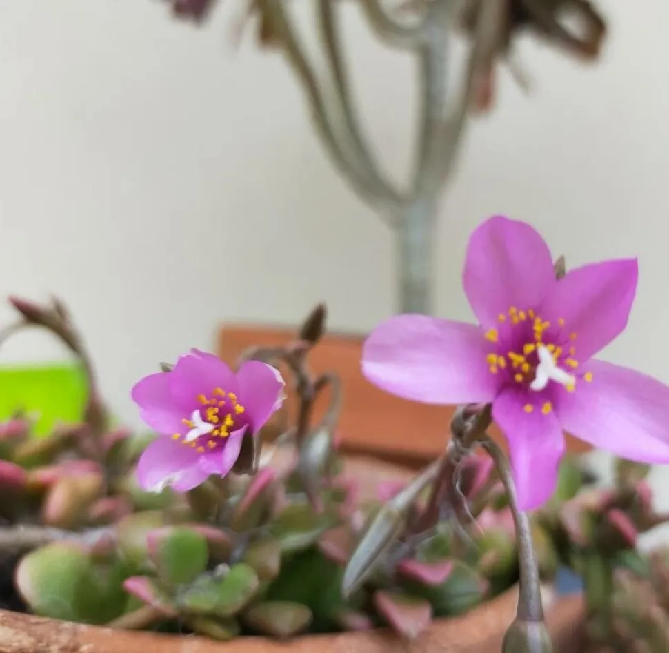 Succulent flowers Anacampseros Sunrise