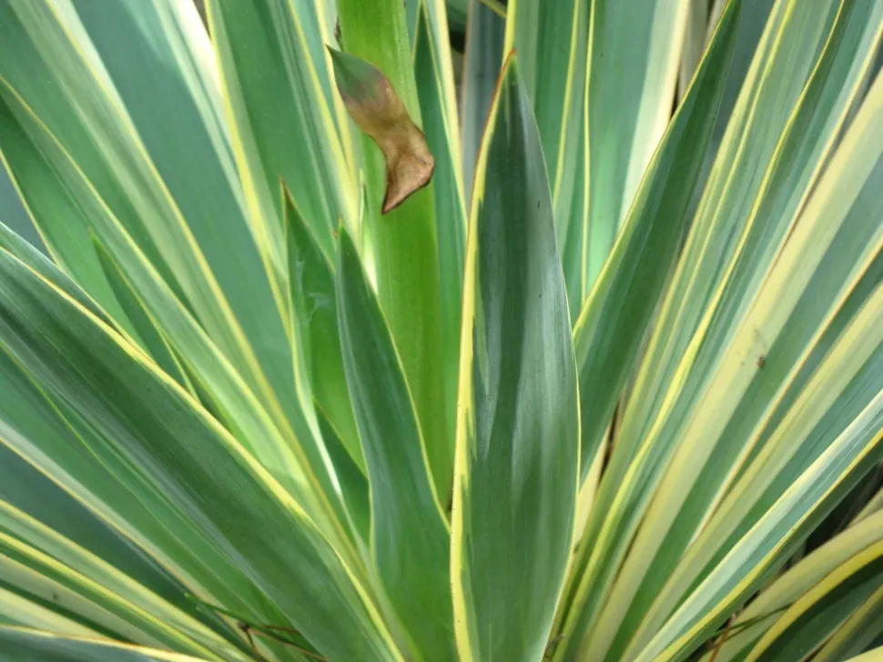 Hojas de Yucca gloriosa variegata