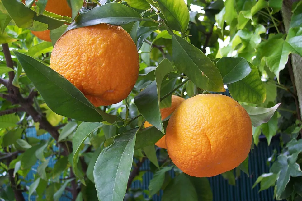 Bitre appelsiner